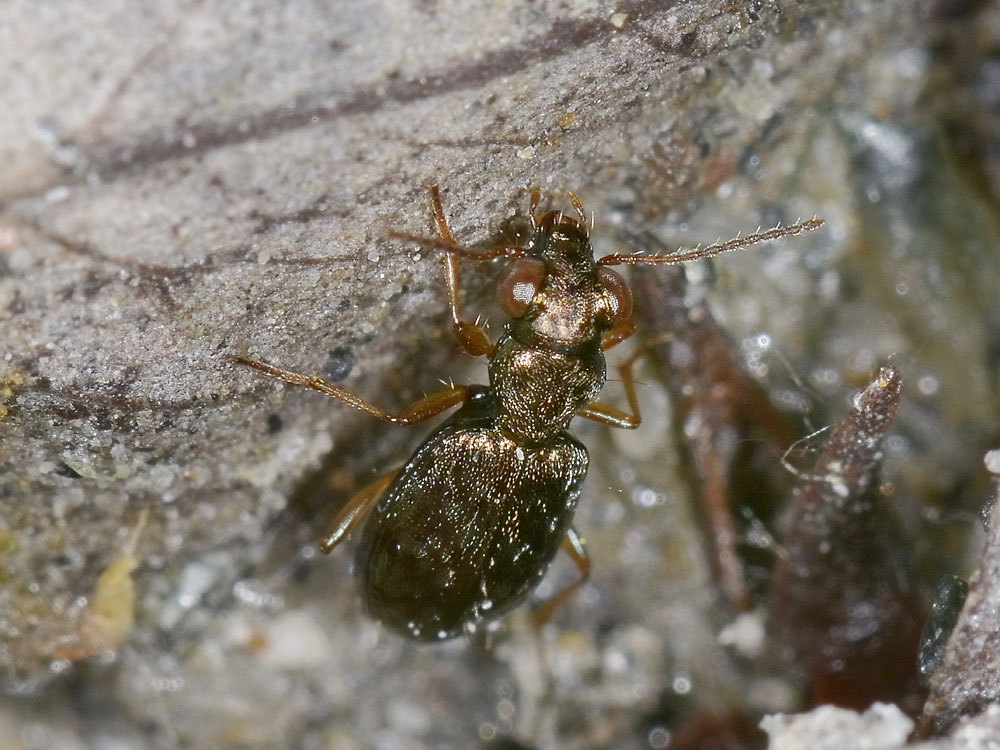 Asaphidion flavipes